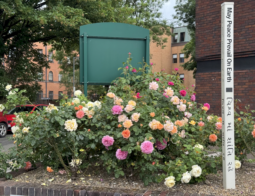 Peace Pole surrounded by roses in bloom